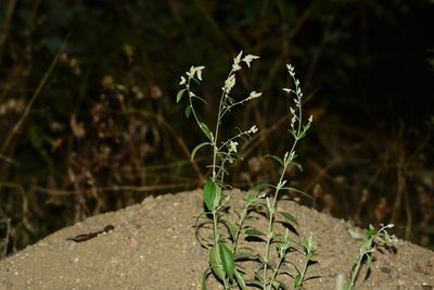 Ouret sanguinolenta, photographed by S.MORE