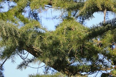 Cedrus deodara, photographed by Stephen James McWilliam