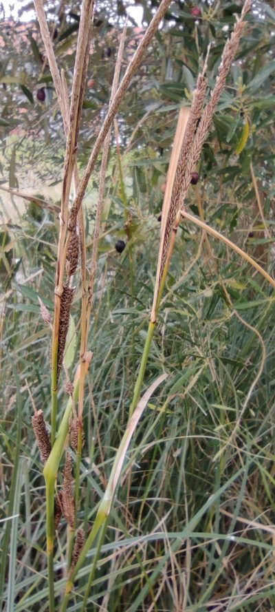 Carex hispida, photographed by Santiago Martín-Bravo