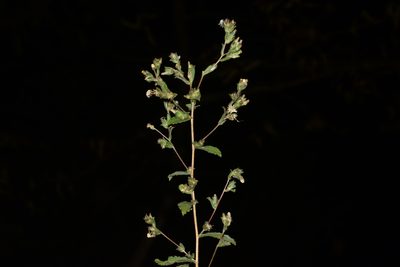 Blumea belangeriana, photographed by S.MORE
