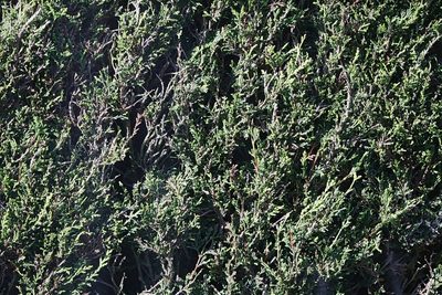 × Hesperotropsis leylandii, photographed by Stephen James McWilliam