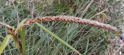 Carex hispida, photographed by Santiago Martín-Bravo