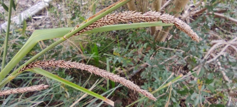 Carex hispida, photographed by Santiago Martín-Bravo