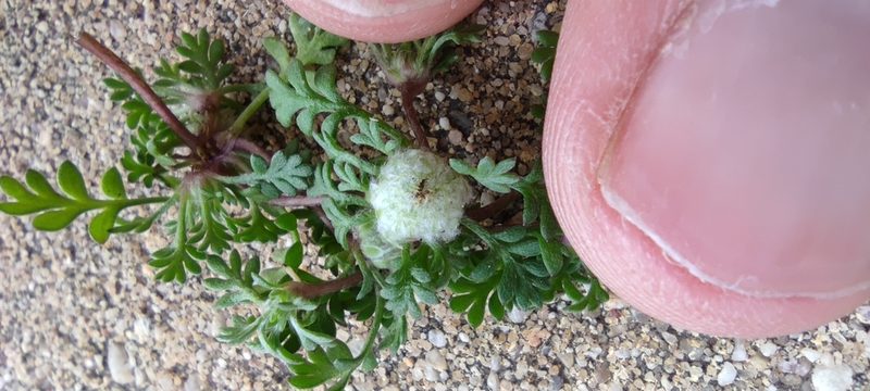 Soliva stolonifera, photographed by Santiago Martín-Bravo