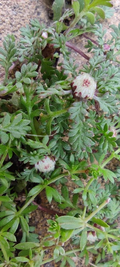 Soliva stolonifera, photographed by Santiago Martín-Bravo