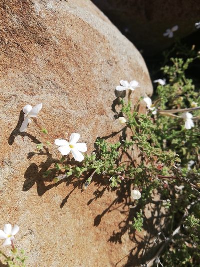 Jamesbrittenia tysonii, photographed by Christiaan Viljoen