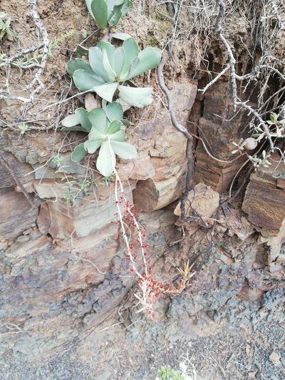 Adromischus sphenophyllus, photographed by Christiaan Viljoen