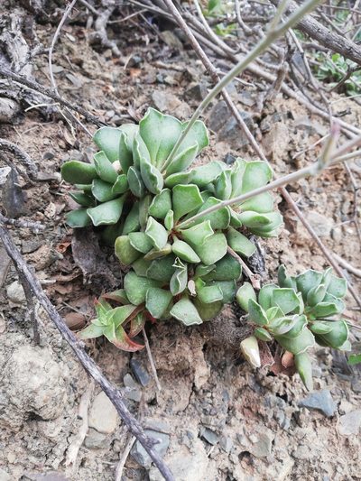 Adromischus cristatus, photographed by Christiaan Viljoen