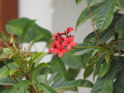 Jatropha integerrima, photographed by Raja bandi