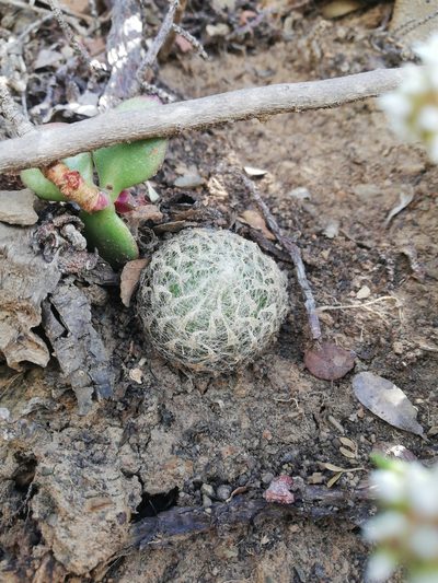 Haworthia bolusii, photographed by Christiaan Viljoen