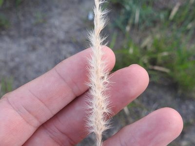 Pappophorum philippianum, photographed by Sam Kieschnick