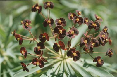 Euphorbia atropurpurea, photographed by Felicia Seichter