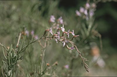 Campylanthus salsoloides, photographed by Felicia Seichter