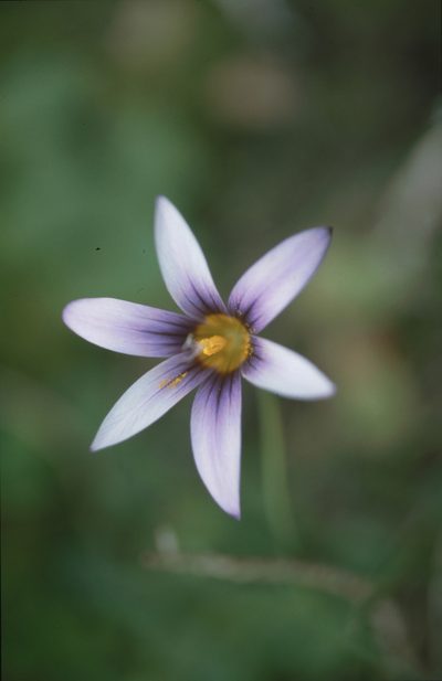 Romulea columnae, photographed by Felicia Seichter