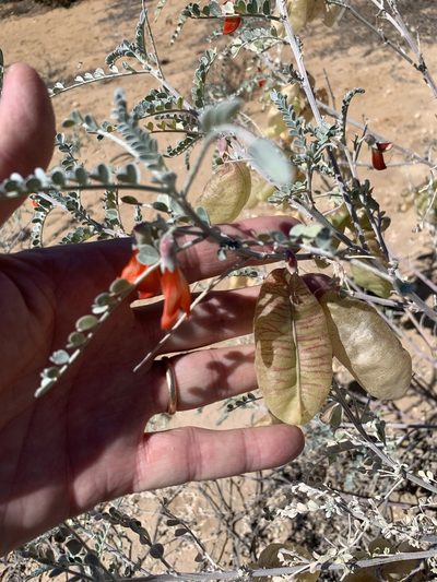 Lessertia canescens, photographed by Dave Richardson