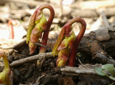 Gymnospermium odessanum, photographed by Roman