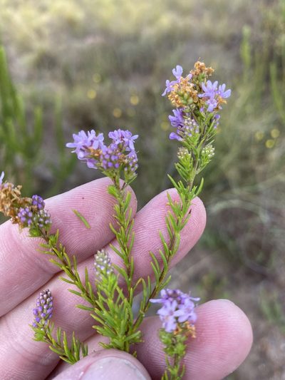 Selago canescens, photographed by Dave U