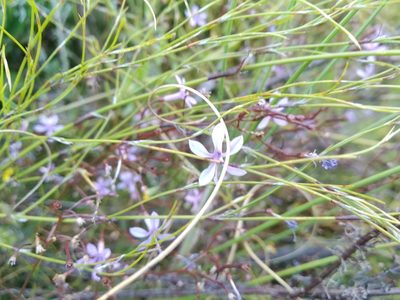Prismatocarpus diffusus, photographed by De Waal Hugo