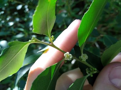 Maytenus acuminata, photographed by De Waal Hugo