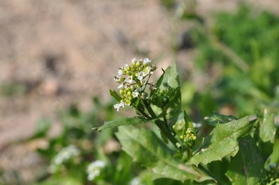 Calepina irregularis, photographed by Josep Gesti