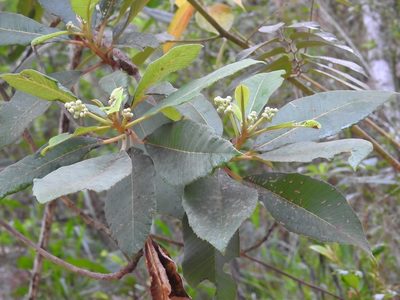 Saurauia scabrida, photographed by Neptalí Ramírez Marcial