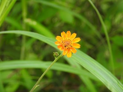 Smallanthus oaxacanus, photographed by Neptalí Ramírez Marcial