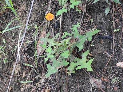 Smallanthus oaxacanus, photographed by Neptalí Ramírez Marcial