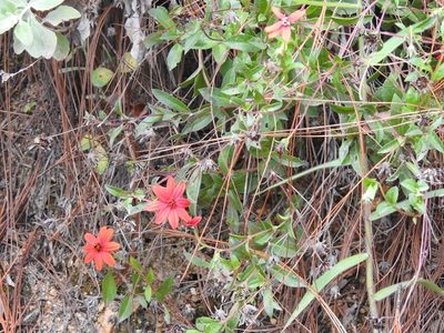 Wedelia purpurea, photographed by Neptalí Ramírez Marcial