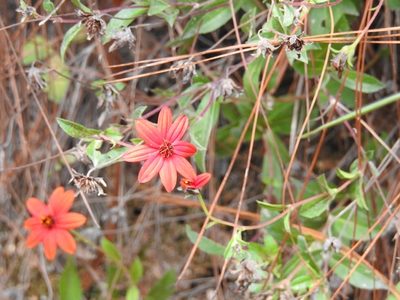 Wedelia purpurea, photographed by Neptalí Ramírez Marcial