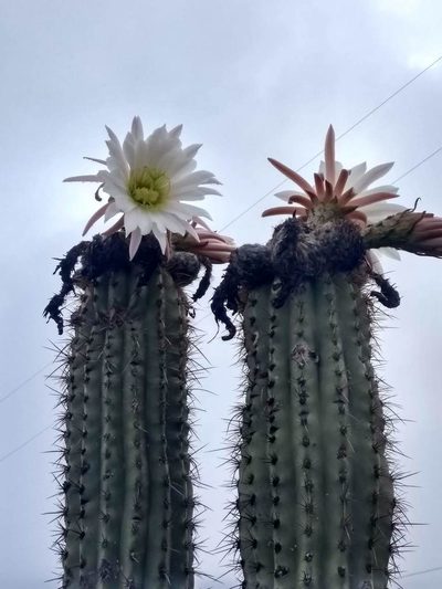 Trichocereus tacaquirensis, photographed by Naturalist Tours