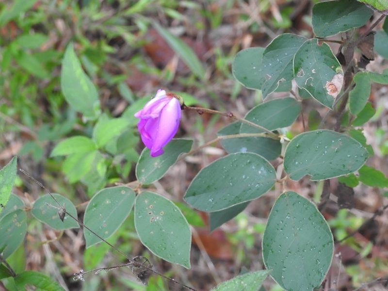 Canavalia hirsutissima, photographed by Neptalí Ramírez Marcial