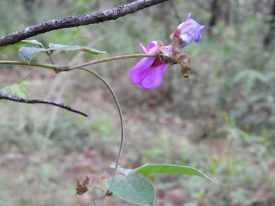 Canavalia hirsutissima, photographed by Neptalí Ramírez Marcial