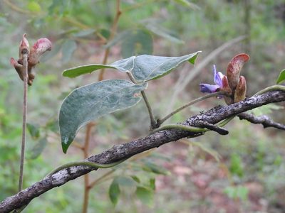 Canavalia hirsutissima, photographed by Neptalí Ramírez Marcial
