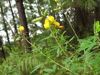 Crotalaria cajanifolia, photographed by Neptalí Ramírez Marcial
