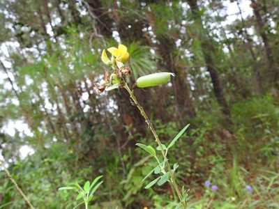 Crotalaria cajanifolia, photographed by Neptalí Ramírez Marcial