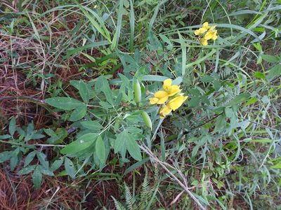 Crotalaria cajanifolia, photographed by Neptalí Ramírez Marcial