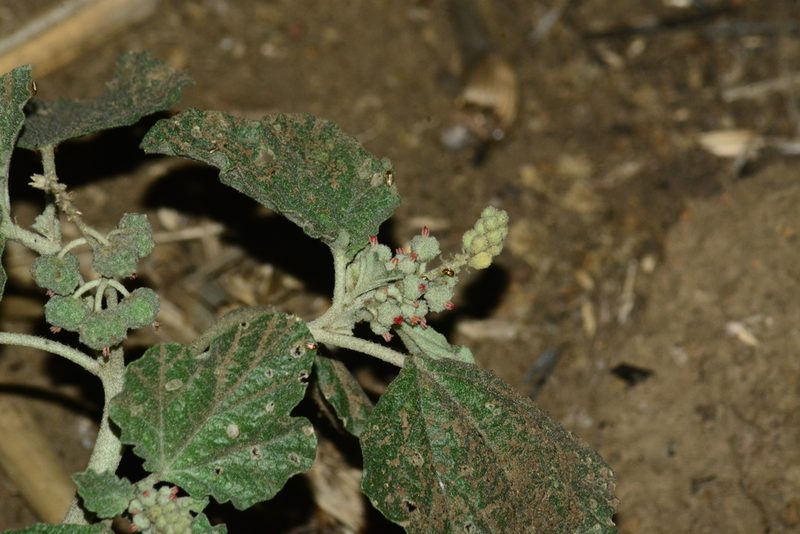 Chrozophora rottleri, photographed by S.MORE