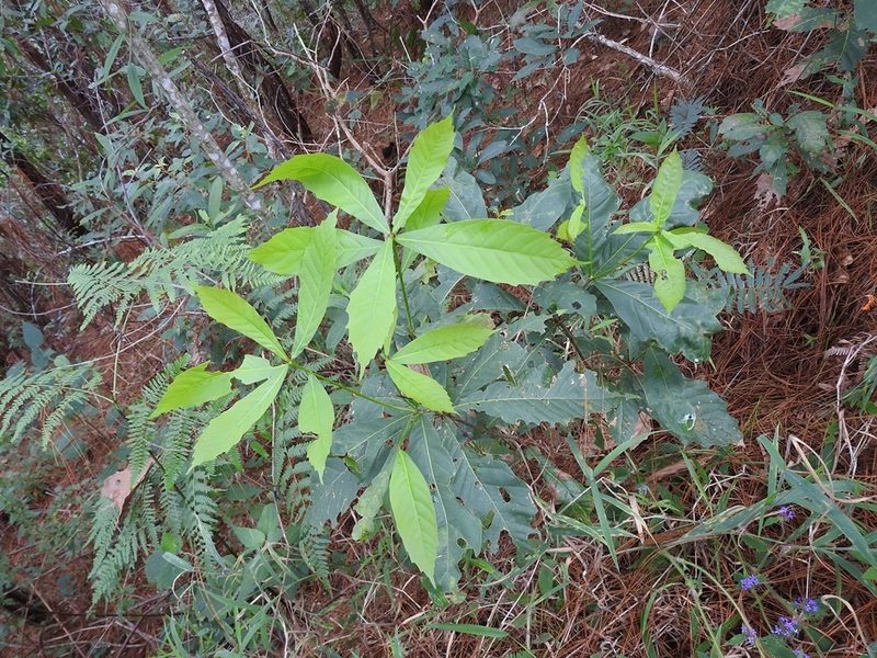 Quercus glaucescens, photographed by Neptalí Ramírez Marcial