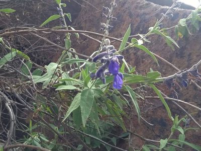 Salvia retinervia, photographed by Naturalist Tours