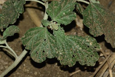 Chrozophora rottleri, photographed by S.MORE