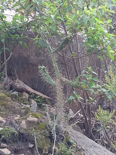 Salmonopuntia schickendantzii, photographed by Naturalist Tours