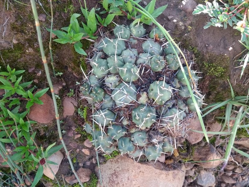 Cumulopuntia pentlandii, photographed by Naturalist Tours