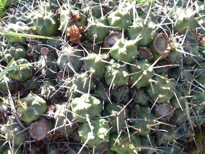 Cumulopuntia pentlandii, photographed by Naturalist Tours