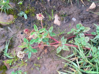 Trifolium amabile, photographed by Naturalist Tours