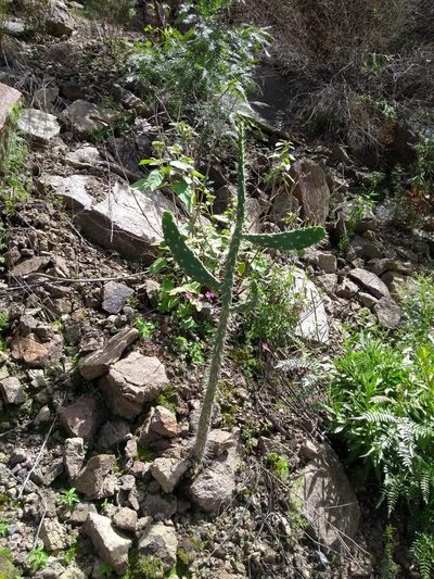 Salmonopuntia schickendantzii, photographed by Naturalist Tours