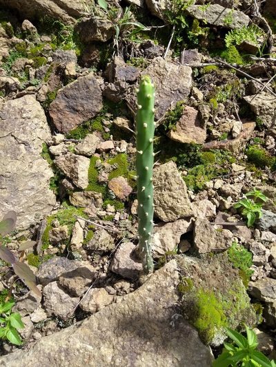 Salmonopuntia schickendantzii, photographed by Naturalist Tours
