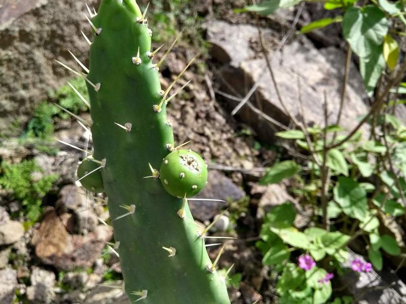 Salmonopuntia schickendantzii, photographed by Naturalist Tours