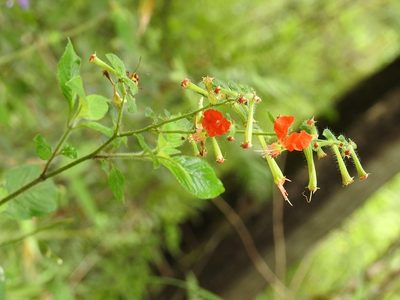 Cuphea nudicostata, photographed by Neptalí Ramírez Marcial