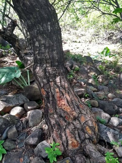 Pereskia sacharosa, photographed by Naturalist Tours