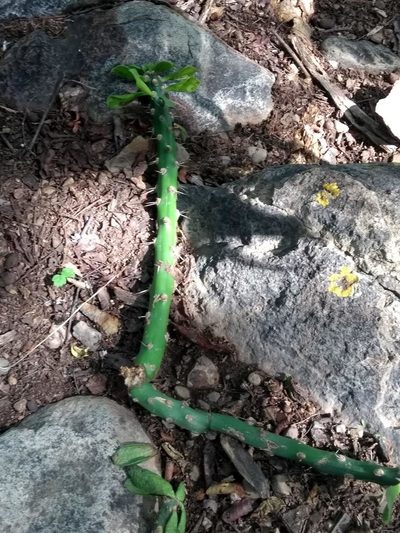 Pereskia sacharosa, photographed by Naturalist Tours